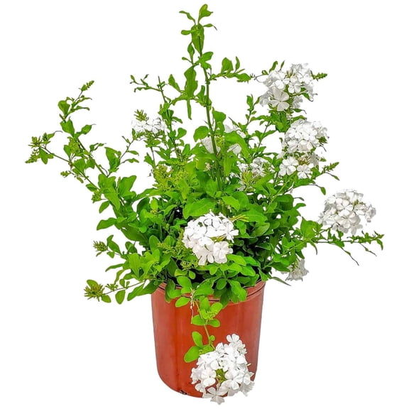 10-Inch White Plumbago Bush – Tropical Flowering Plant with Snowy Blooms, Ideal for Containers or Garden Beds, Heat-Tolerant Variety
