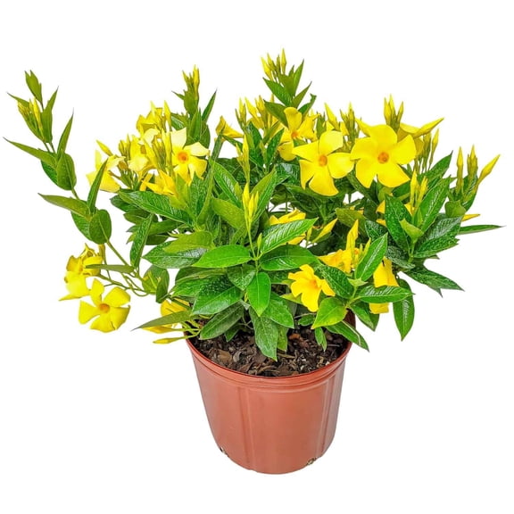 10-Inch Yellow Dipladenia Bush  Bright Tropical Blooms, Low-Maintenance Plant for Outdoor Planters, Patios, or Flower Beds