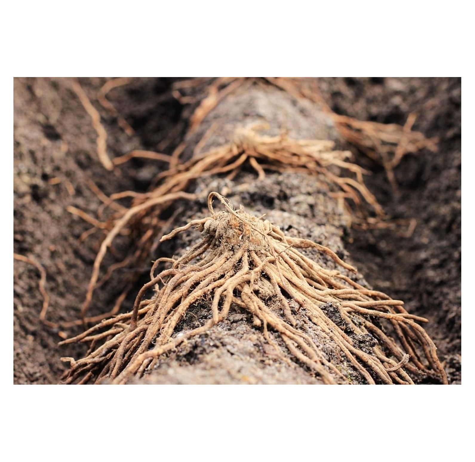 10 JERSEY Asparagus Plants / bareroot crowns Organic NONGMO