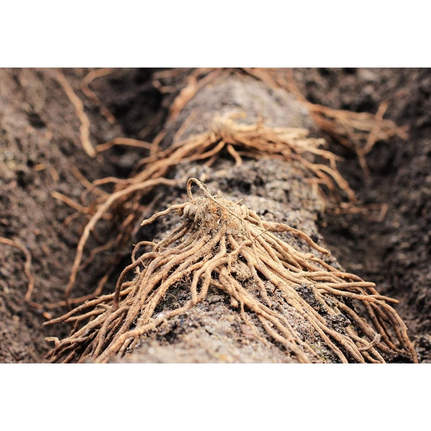 Wüstenrosen Kaufen WüStenrosen Rhizome,WüStenros Produktbild-Vorschau 6