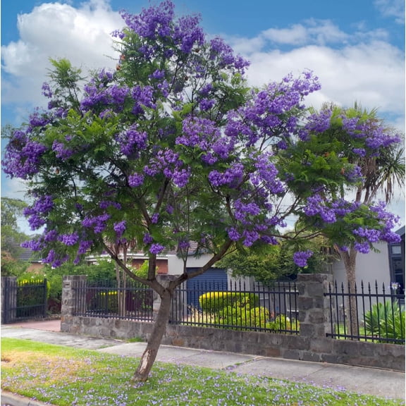 10 Jacaranda Mimosifolia Seeds for Planting - Blue Flamboyant Tree Seeds - Rare Flowering - Blue Fragrant Flower Ornamental Plant