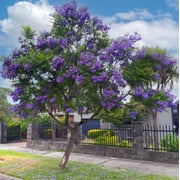 10 Jacaranda Mimosifolia Seeds for Planting - Blue Flamboyant Tree Seeds - Rare Flowering - Blue Fragrant Flower Ornamental Plant