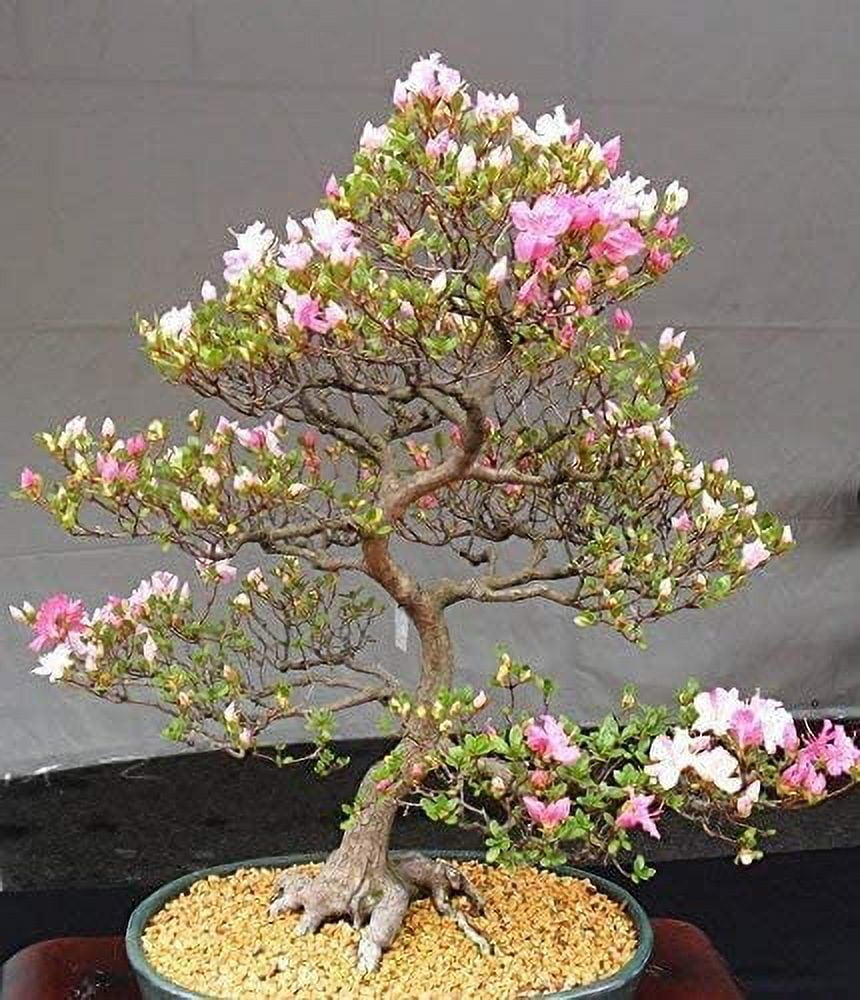 cherry blossom 様 50 Japanese Flowering Cherry Blossom Bonsai Seeds, Sakura