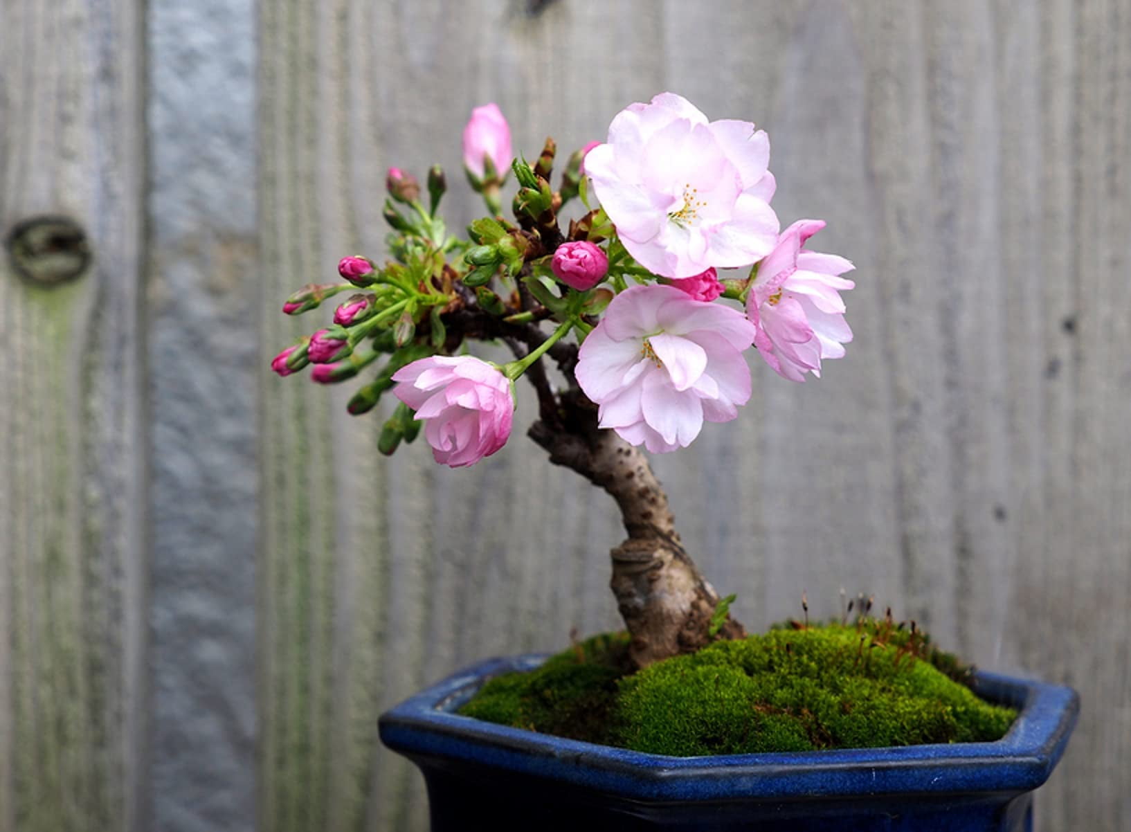 CZ Grain 10 Japanese Flowering Cherry Blossom Bonsai Plant