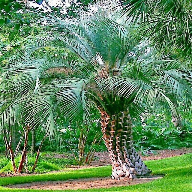 10 Jelly Pindo Palm Tree Seeds (Butia capitata) Cold Hardy Tropical Fruit Plant