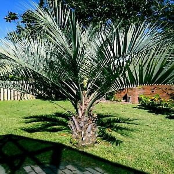 10 Jelly Pindo Palm Tree Seeds (Butia capitata) Cold Hardy Tropical Fruit Plant