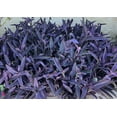 thumbnail image 1 of 10 Jew cuttings Purple Heart Wandering Tradescantia Pallida Purpurea Live Plants, 1 of 3
