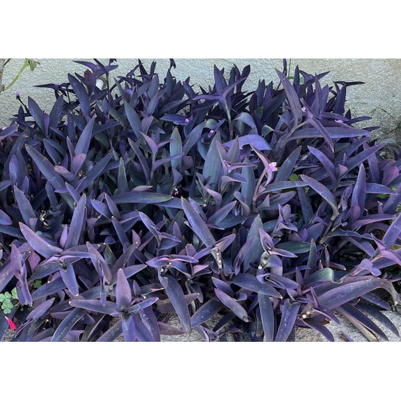 10 Jew cuttings Purple Heart Wandering Tradescantia Pallida Purpurea Live Plants