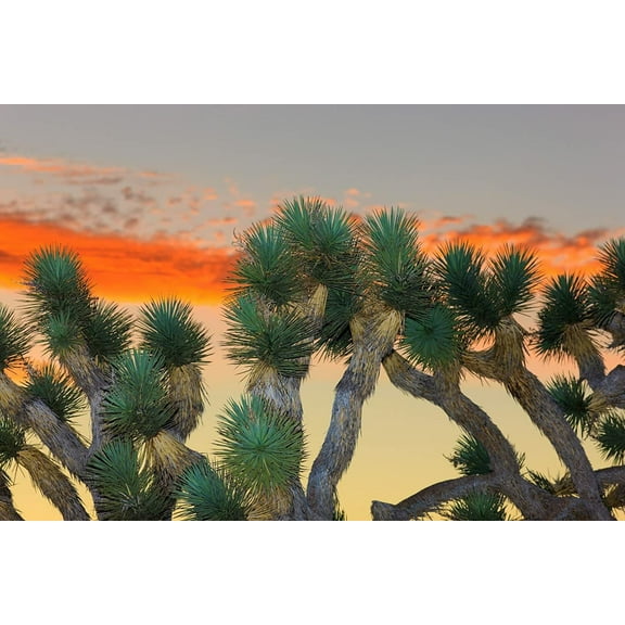 10 Joshua Tree Seeds to Grow Highly Prized Joshua Tree