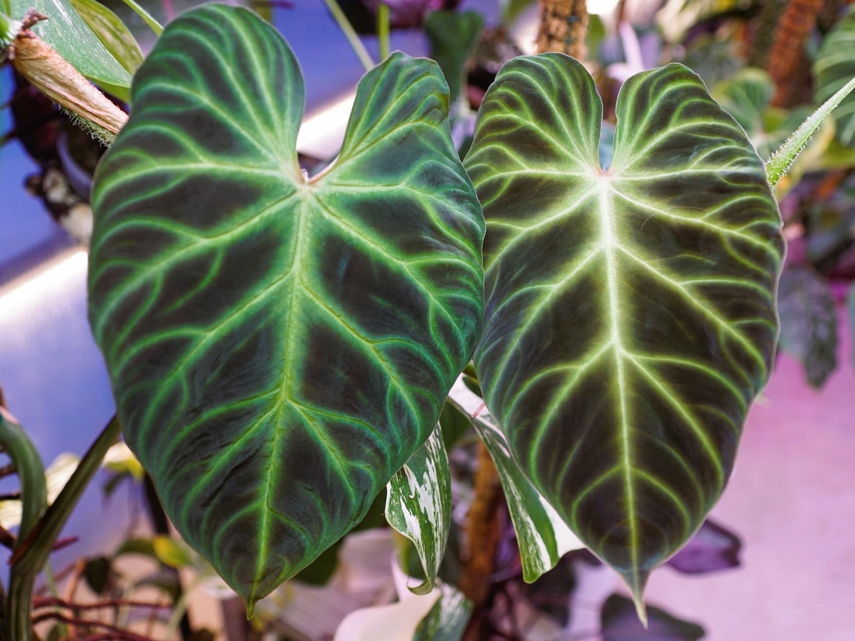ribbon dracaena Dracaena Plant (fragrans) – DustinsFishtanks main image 1