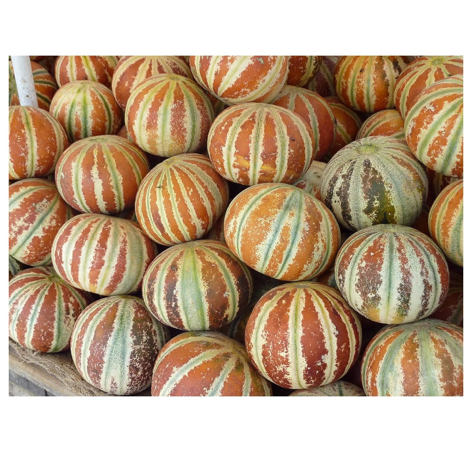 10 Kajari Melon Seeds, Cucumis Melo, Indian Delhi Melon Seeds 10