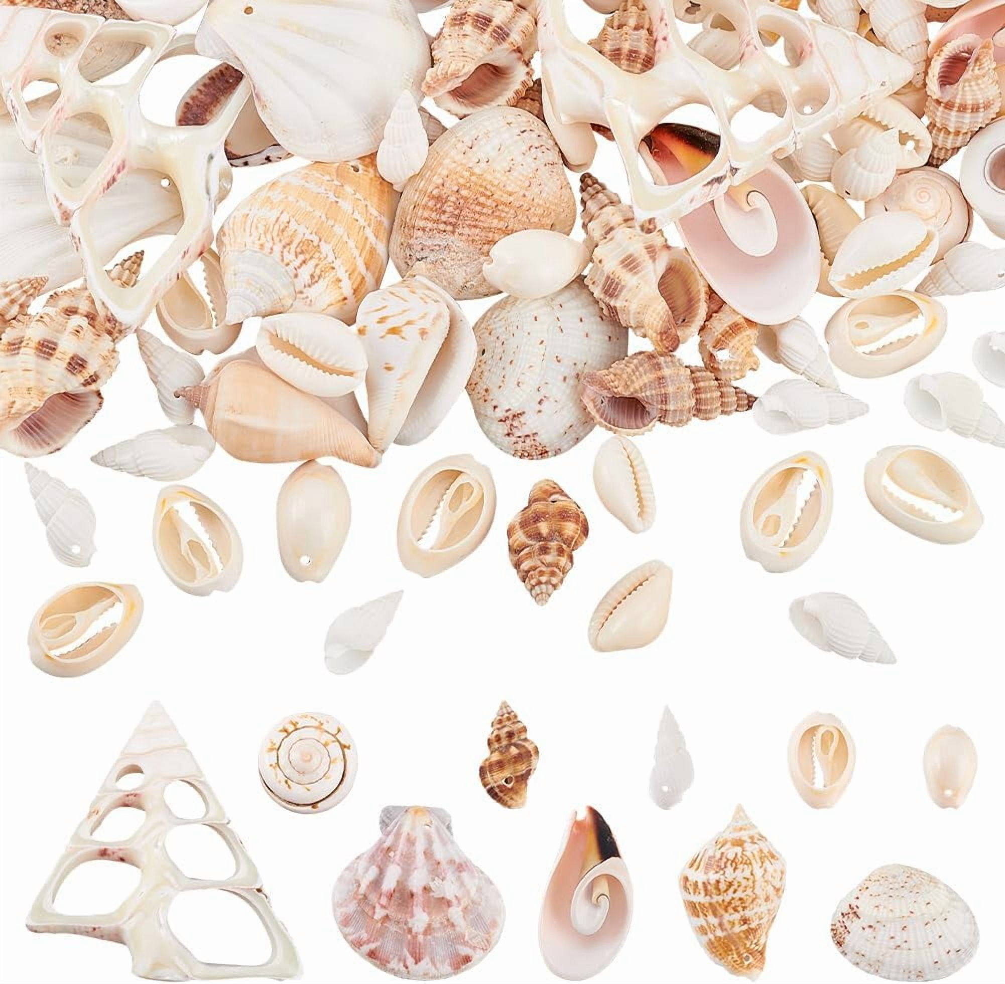10 Kinds Small Sea Shell 250g Ocean Beach Spiral Seashells Craft Charms ...