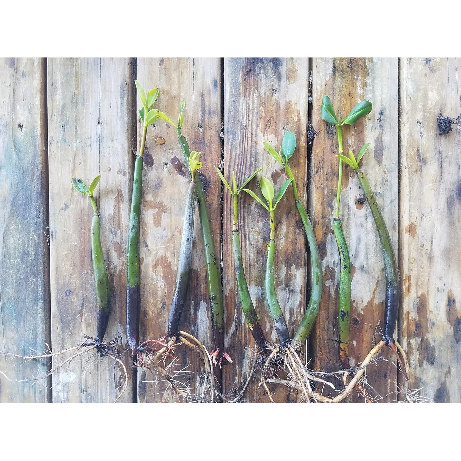 Mangrove Outdoor Red Mangrove Seedlings (8 Pack) Saltwater