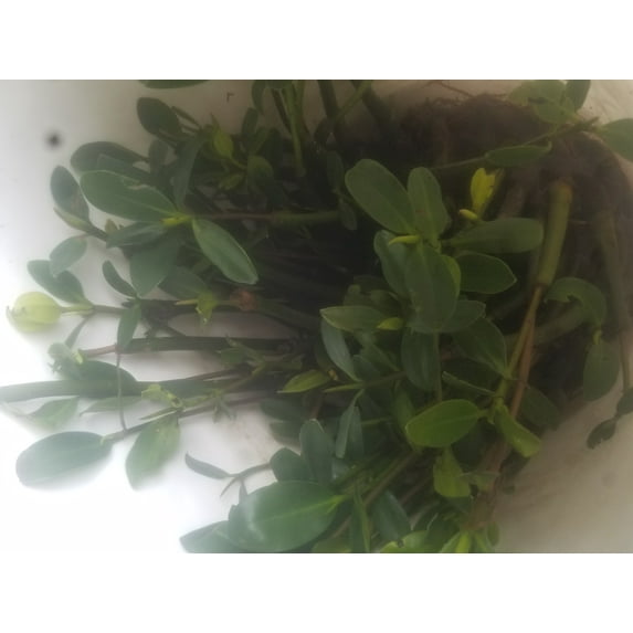 10 LIVE Rockhind Nursery RED MANGROVES Saltwater Aquarium Reef Tank Coral Filtration Plants