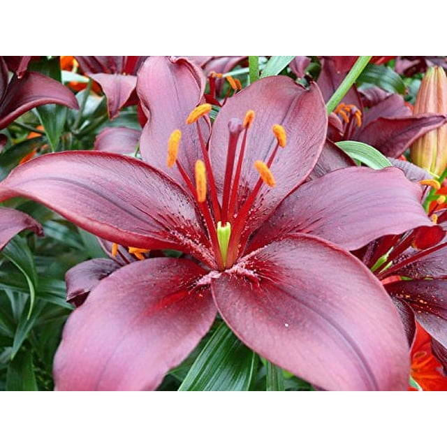 10 Landini Lily Bulbs