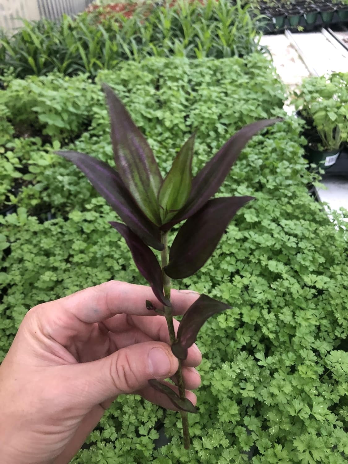 AUGUST BREEZE FARM 10 Pack Large Unrooted Tradescantia Zebrina Discolor Cuttings – Live Purple Wandering Jew Plant for Home and Garden