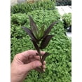 thumbnail image 1 of AUGUST BREEZE FARM 10 Pack Large Unrooted Tradescantia Zebrina Discolor Cuttings – Live Purple Wandering Jew Plant for Home and Garden, 1 of 2