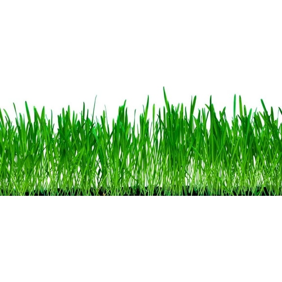 10 Lbs No-Till Winter Rye Cover Crop Seeds - Non-GMO Rye - Deer & Turkey Food Plot Seed - Winter Hardy Cover Crop