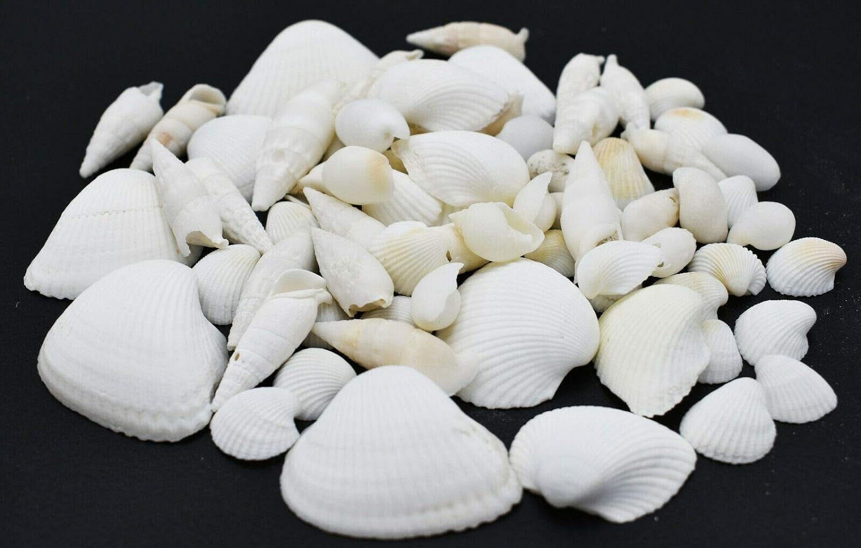 10 Lbs White Shell Mix (1/22 1/2") Gardening Beach Wedding Vase