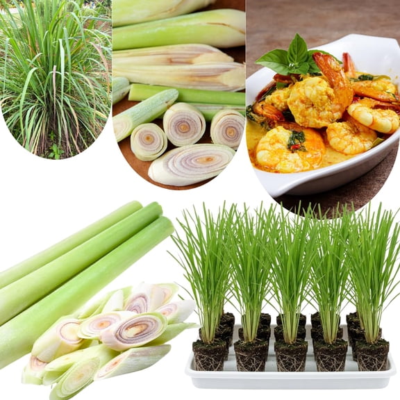 10 Lemon Grass Stalks Plants for Outside Live, Bare Root Lemongrass Plants Live Fresh Well-Rooted, Lemongrass Herb
