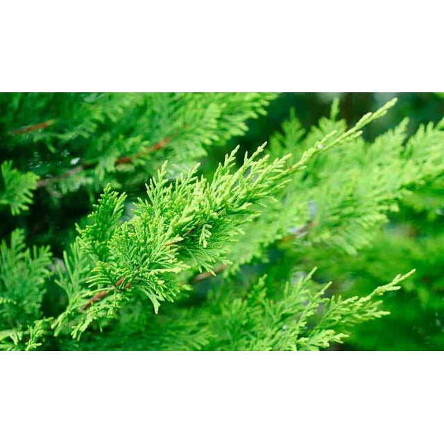 10 Leyland Cypress Needled Evergreen Tree Cuttings with No Roots Fast