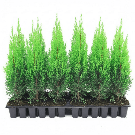 10 Leyland Cypress Trees Live Plant in 2.5'' Pot, Cypress Trees Yard and Garden