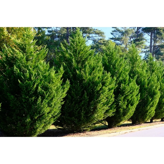 10 Leyland Cypress Trees/Shrubs Live Plants 6-12" Tall in 2.5" Pots- Seedlings Plants- Outdoor Garden- Privacy Screen Plants