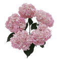 thumbnail image 1 of 10 Light Pink Hydrangea Flowers- Beautiful Fresh Cut Flowers- Express Delivery, 1 of 4