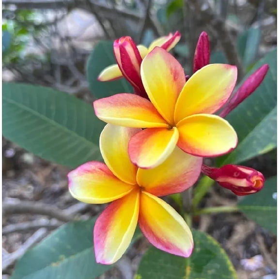 10 Light Pink Yellow Plumeria Seeds  Fragrant Frangipani Tropical Flower Seeds  Exotic Garden or Container Plant