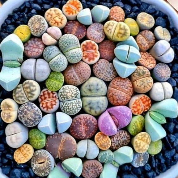10 Lithops Live Plants Mix, Colorful Lithops Succulents Plants Live, Rocks Living Stones Succulent Plants Live