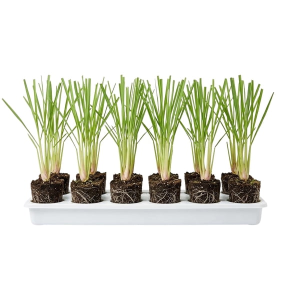 10 Live Lemon Grass Plants for Outside, Lemongrass Plants Live, No Pot, Well Rooted, Trim Back, Fresh Fragrant Lemon Grass Stalks Plants for Outside Live