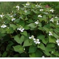 thumbnail image 1 of 10 Live Plants Houttuynia Cordata Fish Mint Diep Ca Rau Vap Ca Perennial Leafy Greens for Home, 1 of 5