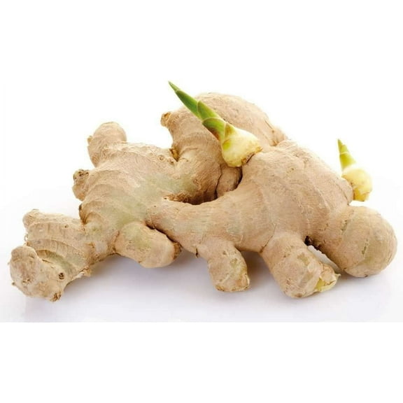 10 Live sprouted rhizomes of heirloom Peruvian ginger (Zingiber officinale) for growing and eating by Greenhouse PCA