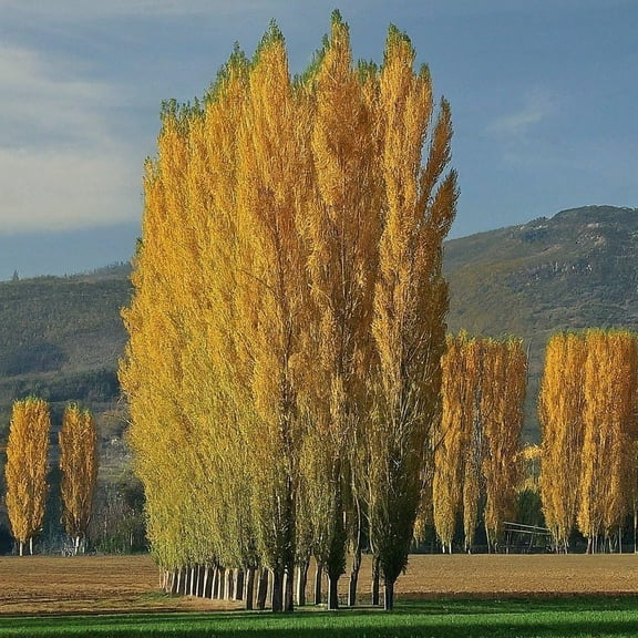 10 Lombardy Poplar Trees for Planting - Great for Privacy, Wind Block, Fast Growing Trees (10 Trees)