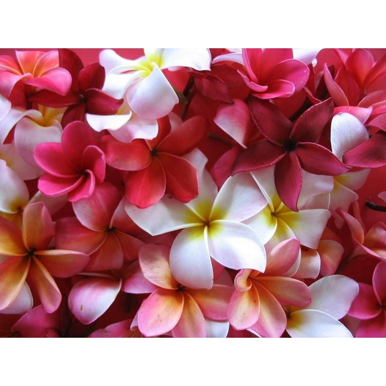 Fresh Hawaiian Lei - Colorful Mixed Double Orchid Lei