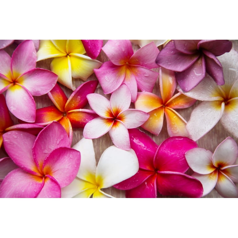 10 Mixed Colors Plumeria Seeds - Fragrant Lei Flower Frangipani
