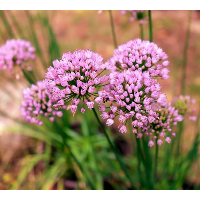 10 Seeds MOUSE GARLIC Allium Angulosum Wild Garlic Pink Flower Herb Seeds