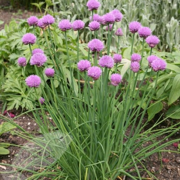 10 Mature Chive Plants Live, Hardy Garlic Chives from 3 to 5 Inch, Outdoor Indoor Planting