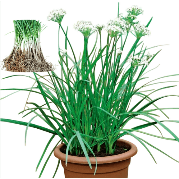 10 Mature Garlic Chive Plants Bare Roots Allium Tuberosum Well Rooted Hardy Garlic Chives Perennial Herb Plants, White Flowers