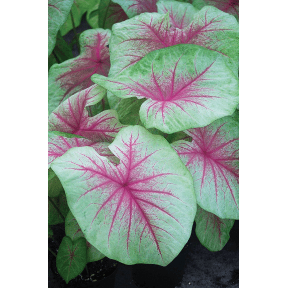 10 Mint Julep Caladium Bulbs