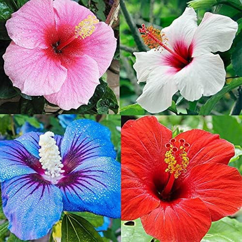 10 Mix Dinnerplate Hibiscus Seeds Perennial Hardy Hibiscus Swamp Rose