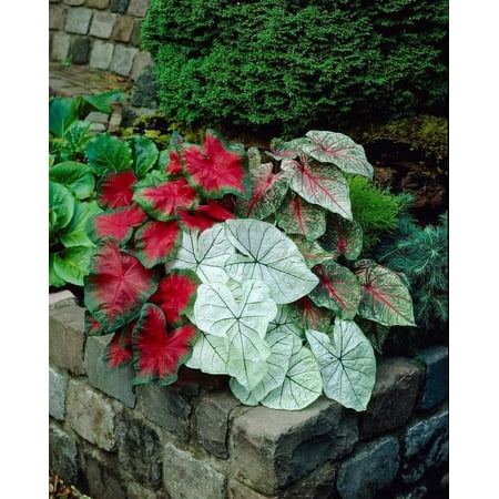 10 Mixed Color Caladium Bulbs for Planting - Perennial Fancy (10 Bulbs)