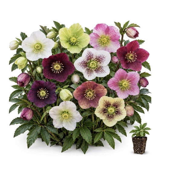 10 Mixed Color Lenten Rose Live Plant Plugs Hellebore Perennial Plants Assorted Pink, Purple, White, Burgundy & Green Flowers Shade Garden & Woodland Plants