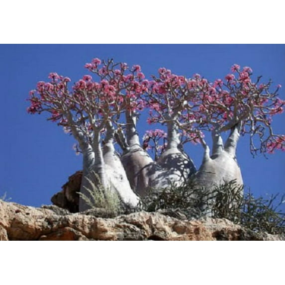 10 Mixed DESERT ROSE / ADENIUM Obesum African Houseplant Flower Seeds