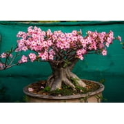 10 Mixed DESERT ROSE / ADENIUM Obesum African Houseplant Flower Seeds