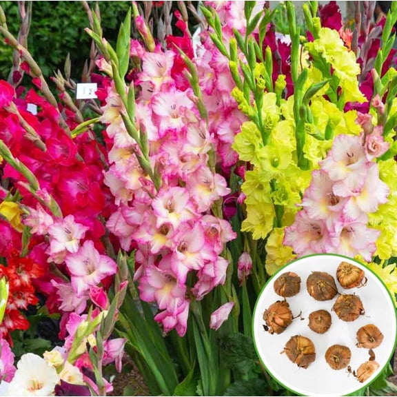 10 Mixed Gladiolus Flower Bulbs for Planting, Assorted Colors, Easy to Grow Flowering Perennial Bulbs, Summer Blooming Cut Flowers for Garden Borders, Beds & Containers