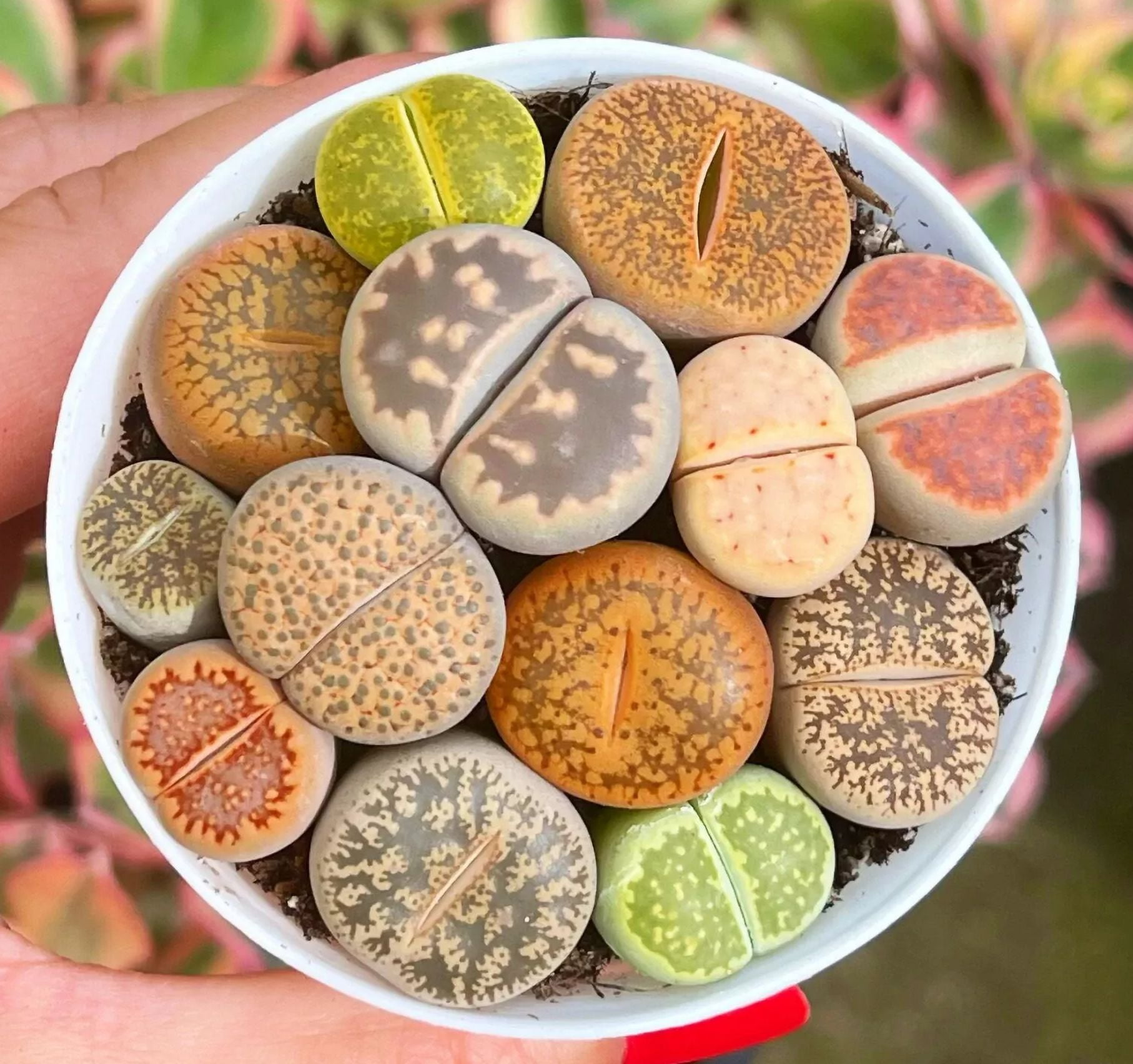 10 Mixed Lithops Live Plants Colorful Living Stones Seedlings Pebble ...