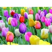 10 Mixed Pastel Tulip Bulbs,Perennial …