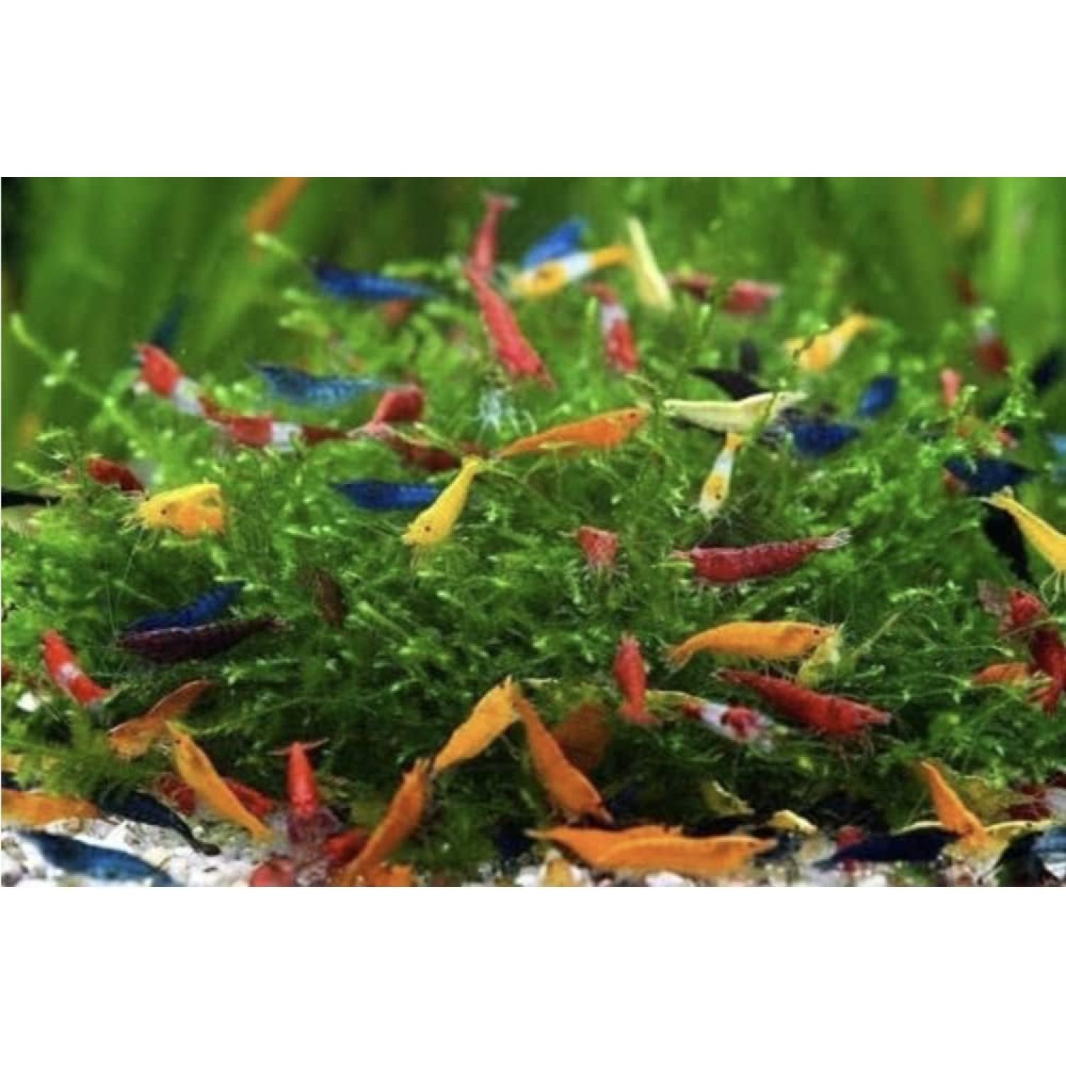 Live Freshwater Aquarium Shrimp - Red Fire Neocaridina Pack Of 20 (1/4 To 1/2 Inch)