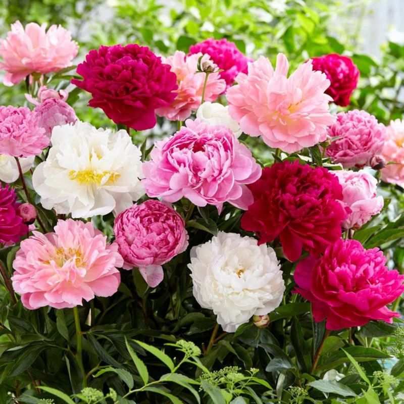 10 Mixture Super Sak Peony Seeds, Paeonia